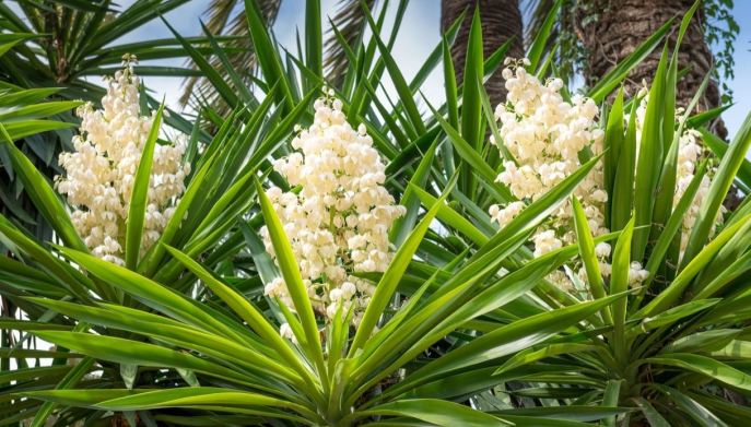 Yucca esposizione solare