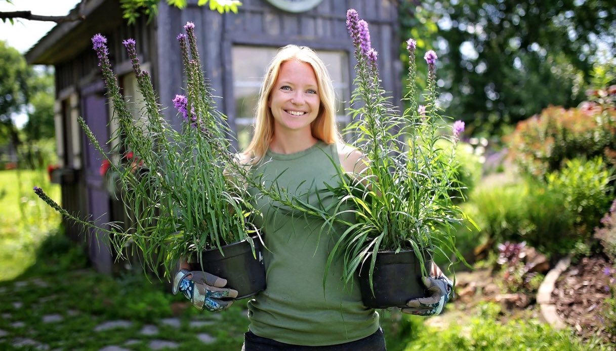 liatris spicata come coltivarla in vaso e in giardino e quando piantarla da Dilei.it liatris spicata come coltivarla in vaso e in giardino e quando piantarla