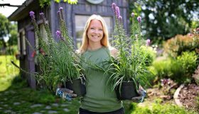 Liatris spicata, come coltivarla in vaso e in giardino e quando piantarla