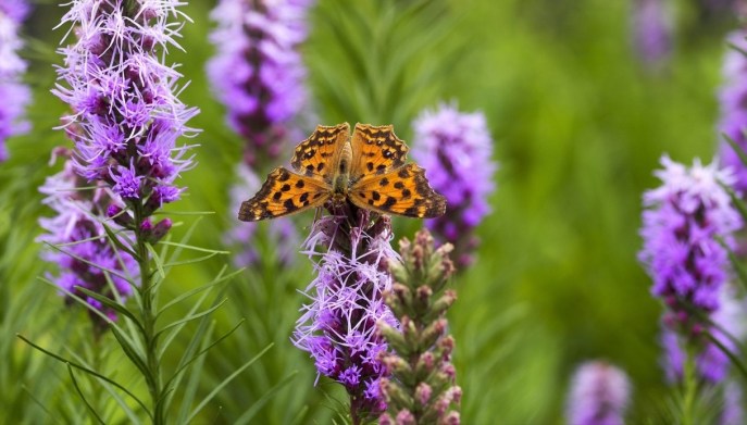 Liatris spicata insetti impollinatori