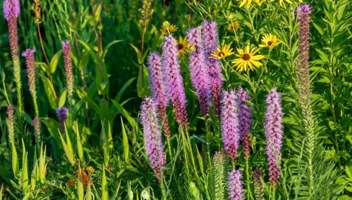 Liatris spicata come si coltiva