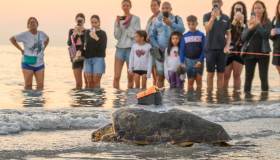 La tartaruga Nancy è tornata libera nell’Adriatico