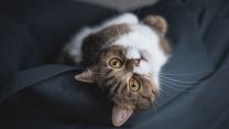 Toby, il gatto da Guinness con 28 dita: la sua storia straordinaria