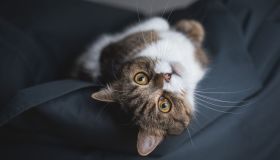 Toby, il gatto da Guinness con 28 dita: la sua storia straordinaria