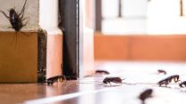 Blatte in casa: come eliminarle e prevenire il ritorno. Rimedi e prodotti migliori