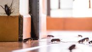 Blatte in casa: come eliminarle e prevenire il ritorno. Rimedi e prodotti migliori