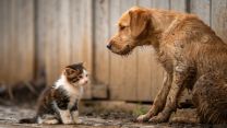 Le fake news che uccidono: i falsi miti dietro l’abbandono di cani e gatti