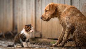 Le fake news che uccidono: i falsi miti dietro l’abbandono di cani e gatti