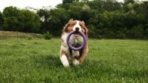 Come divertirsi con il cane d’estate: giochi anti-caldo da fare in giardino o al parco