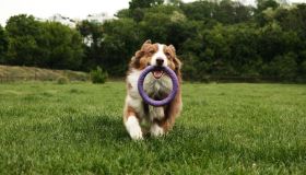 Come divertirsi con il cane d’estate: giochi anti-caldo da fare in giardino o al parco