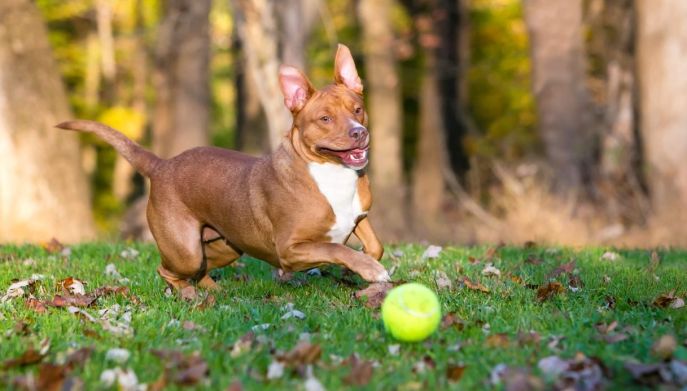 Cane rincorre la palla: come giocare al parco