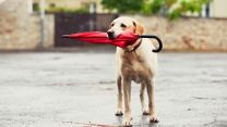 Temporali estivi, anche cani e gatti hanno paura?