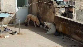 Sciacca, quattro cuccioli lasciati morire di caldo: quando l’orrore diventa realtà