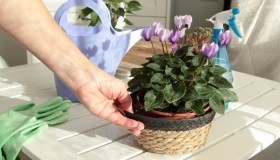 Ciclamini, le operazioni da fare in estate per una fioritura perfetta in autunno