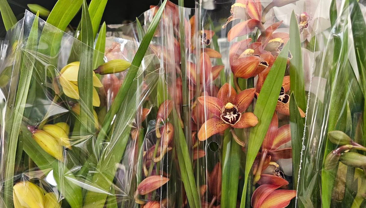 Fiori e piante