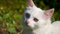 Neoplasie nei gatti: aumenta il rischio con l’esposizione al sole, i meticci più colpiti