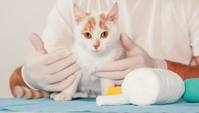 Gatto dal veterinario: prevenzione oncologica