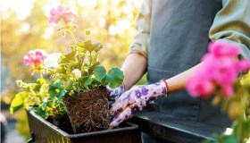 Gerani secchi, cosa fare e come togliere i fiori appassiti