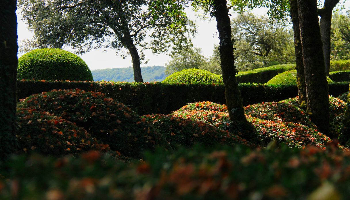 Giardino con siepi potate a forma tondeggiante tra alberi maturi, foglie autunnali sparse sul terreno