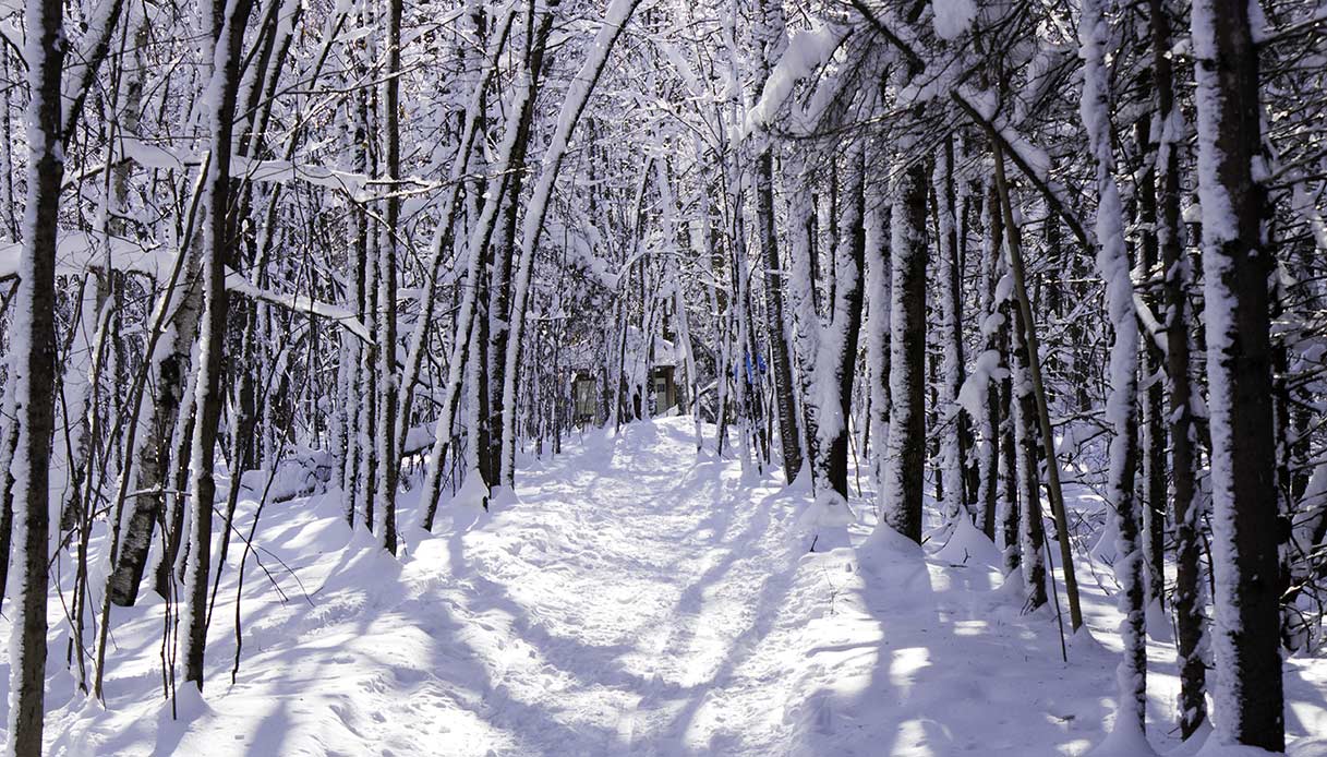 L'inverno della levatrice