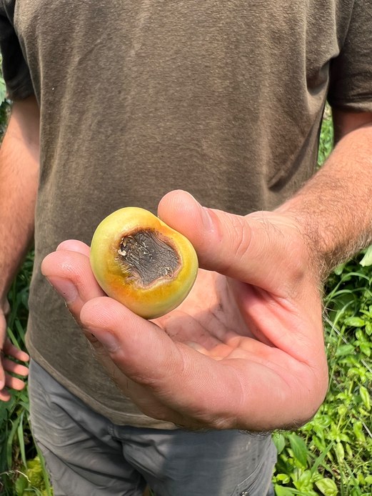 Primo piano di una mano che regge un pomodoro segnato dalla tipica lesione bruna del marciume apicale