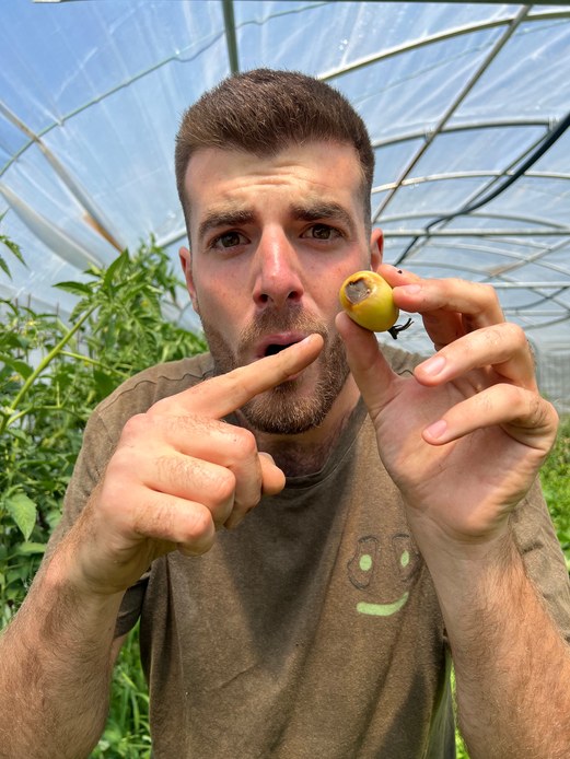Gian Marco Mapelli mostra un pomodoro giallo con una macchia scura e depressa nella parte apicale del frutto