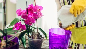 Orchidee, il trucco dello zucchero per ottenere fiori dai colori intensi