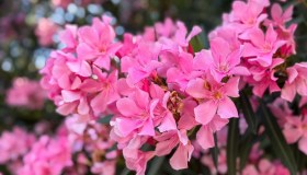 Talea di oleandro, quando prepararla e piantarla in giardino