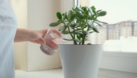 Albero di Giada, cosa fare se le foglie diventano rosse