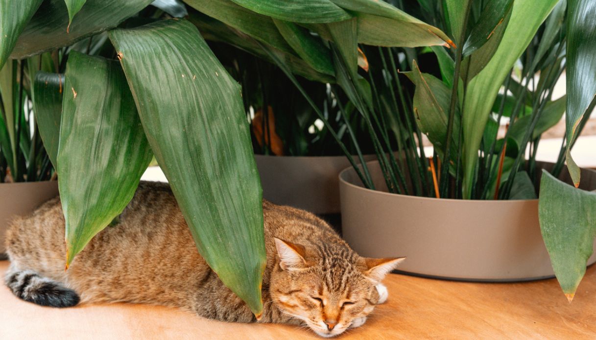 Aspidistra elatior pianta e gatto