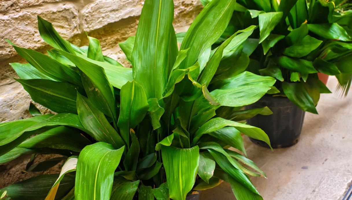 Piante verdi di aspidistra