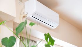 Come risparmiare sull’aria condizionata, ecco la pianta che rinfresca la casa e costa pochissimo