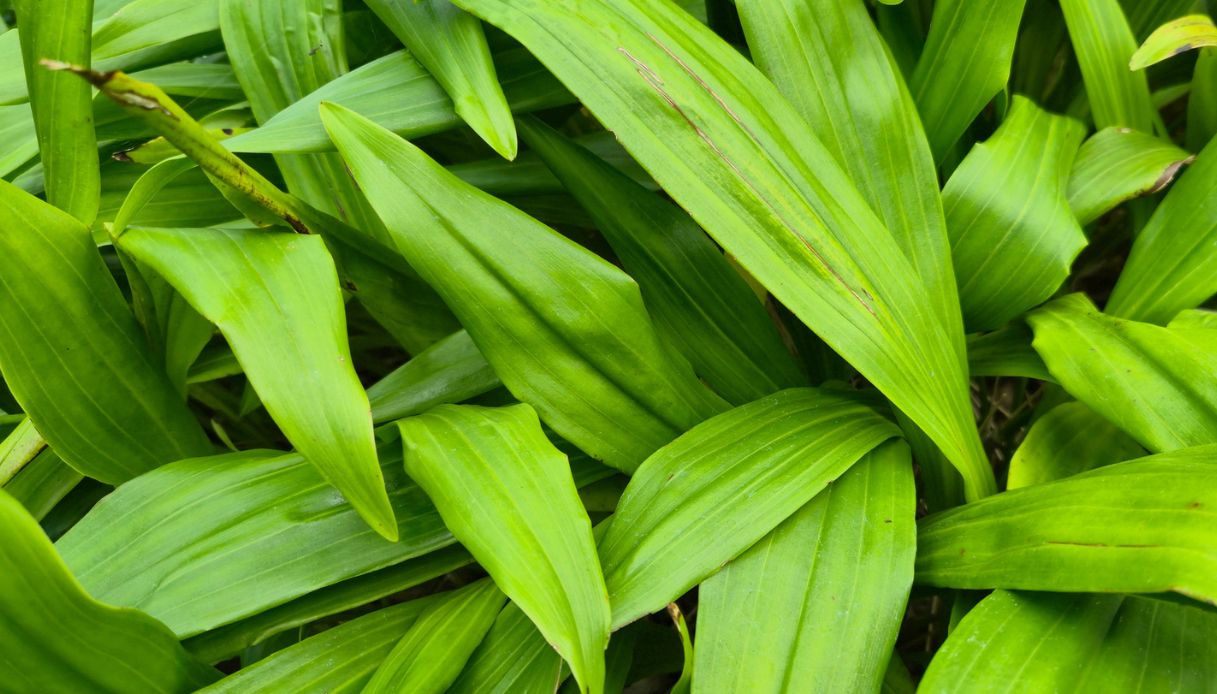 Foglie di aspidistra
