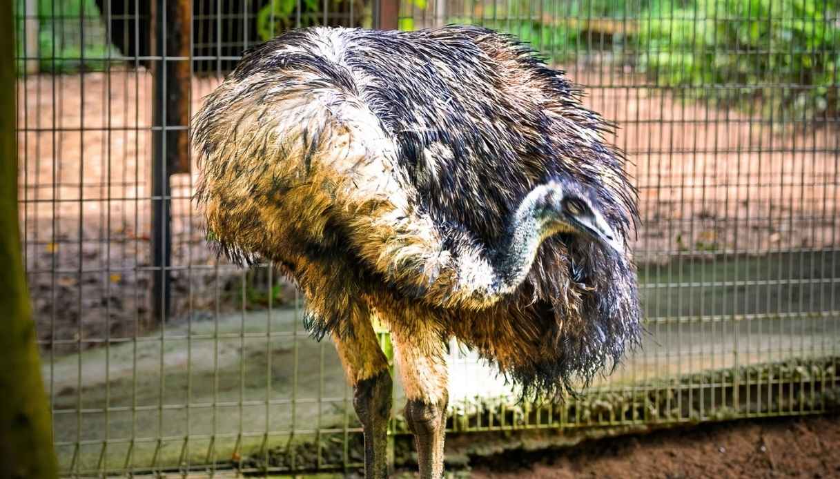 nadia batocletti e la dieta dello struzzo cos8217232 perch233 fa bene ai muscoli e a chi 232 adatta da Dilei.it nadia batocletti e la dieta dello struzzo cos8217232 perch233 fa bene ai muscoli e a chi 232 adatta