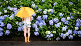 Ortensie, i trucchi per cambiare colore ai fiori