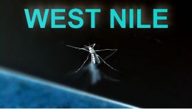 Epidemia di febbre del Nilo in Sardegna, i rischi e cosa dicono gli esperti