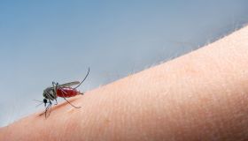 West Nile, primi decessi in Italia. La mappa del contagio, le regioni a rischio