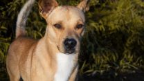 Argo, il cane di Ulisse: razza, storia e simbolo dell’Odissea di Nolan
