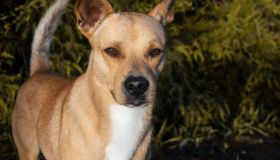 Argo, il cane di Ulisse: razza, storia e simbolo dell’Odissea di Nolan