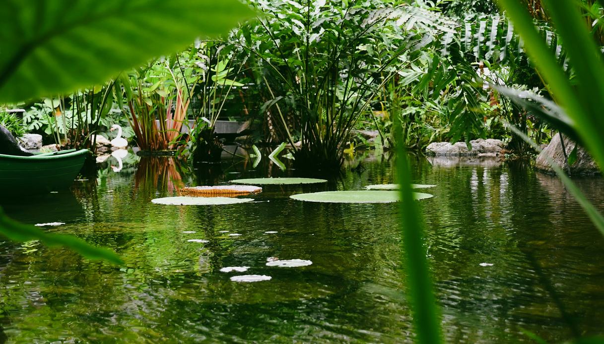 Laghetto biologico con foglie di ninfea galleggianti, canne e fitta vegetazione tropicale intorno all'acqua verde e limpida