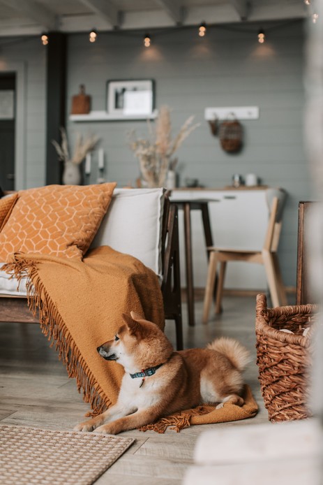 Shiba inu sdraiato su un tappeto a pelo corto vicino a un divano con plaid senape e cesto in fibra intrecciata