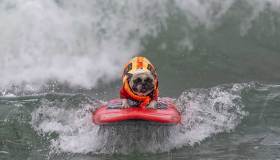 I cani fanno surf in California