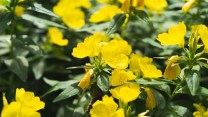 Enotera, come coltivare in giardino o in vaso il fiore della sera
