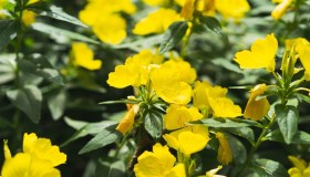 Enotera, come coltivare in giardino o in vaso il fiore della sera
