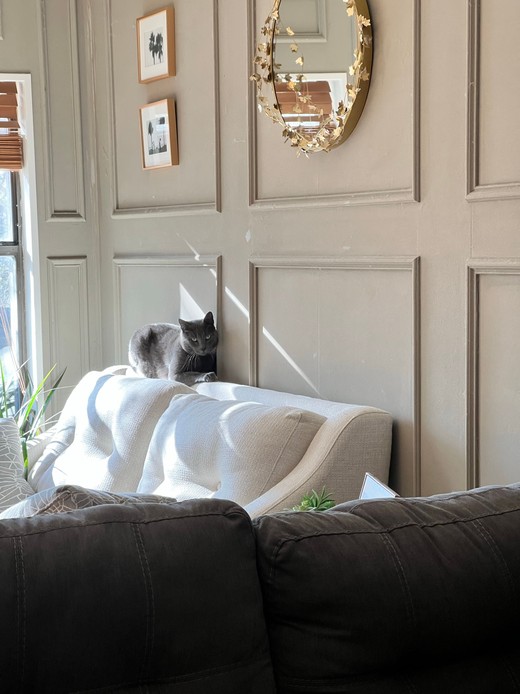 Gatto grigio appollaiato sullo schienale di un divano contro una parete a boiserie con specchio rotondo