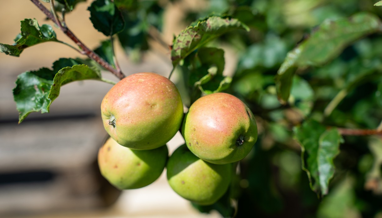 Mele mature su un ramo del frutteto