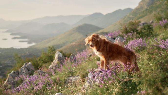 Cane in montagna: come portarlo senza rischi