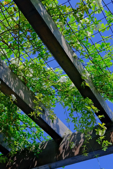 Vista dal basso di una pergola in legno con rete e piante rampicanti fiorite di bianco contro il cielo azzurro