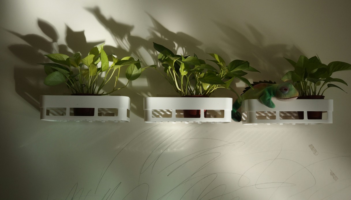 Pothos in piccole mensole a parete con ombre proiettate sul muro