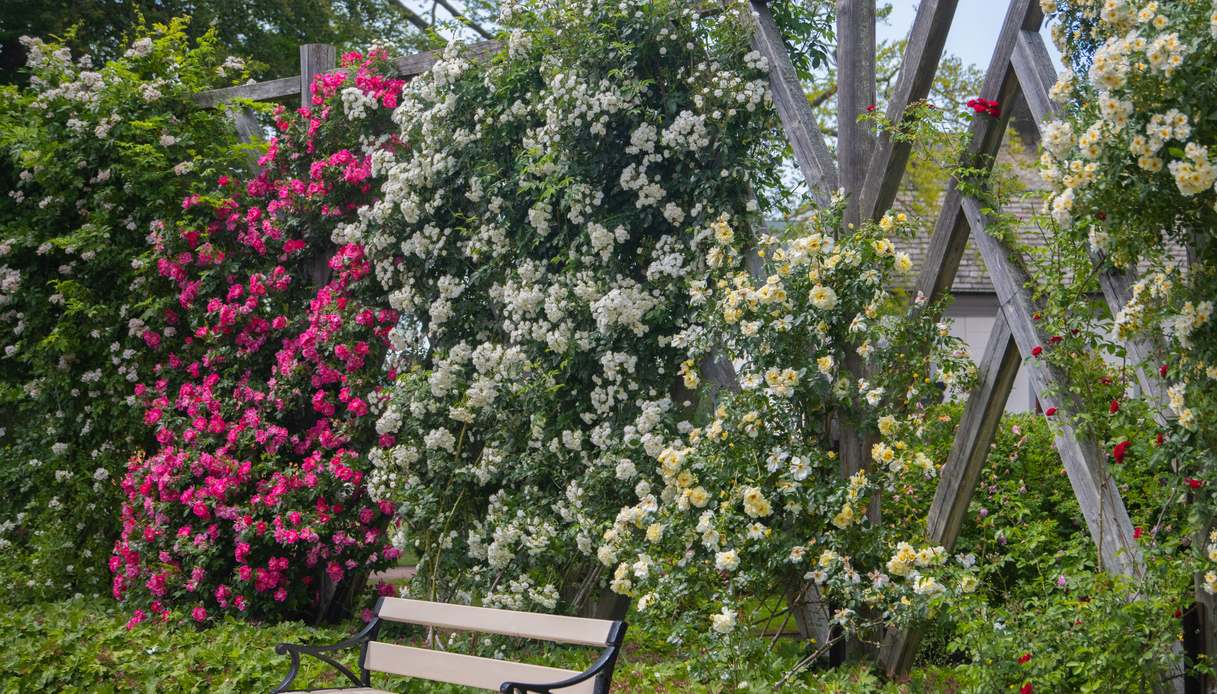 Traliccio in legno rivestito di rose rampicanti rosa, bianche e gialle in un giardino, con una panca da esterno alla base